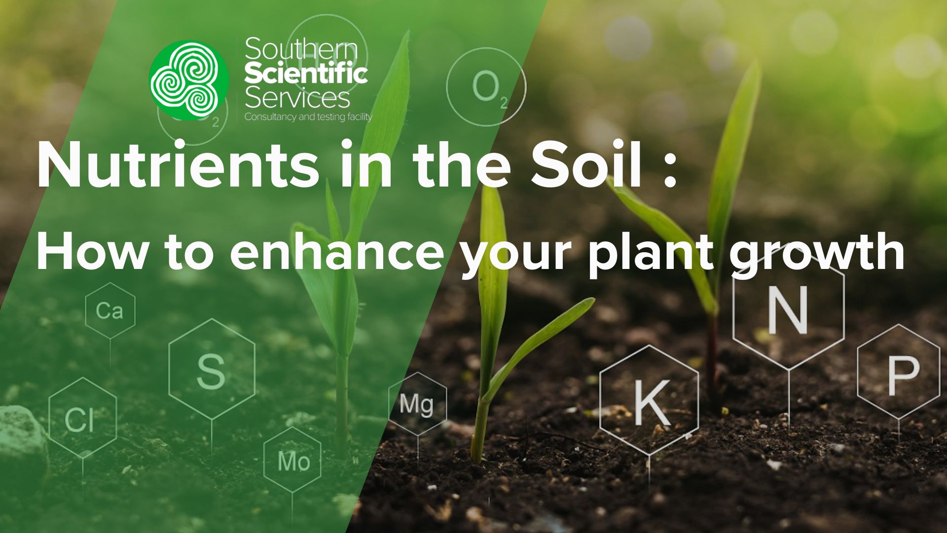 13 Nutrients in the Soil That Empower Plant Growth | Southern ...